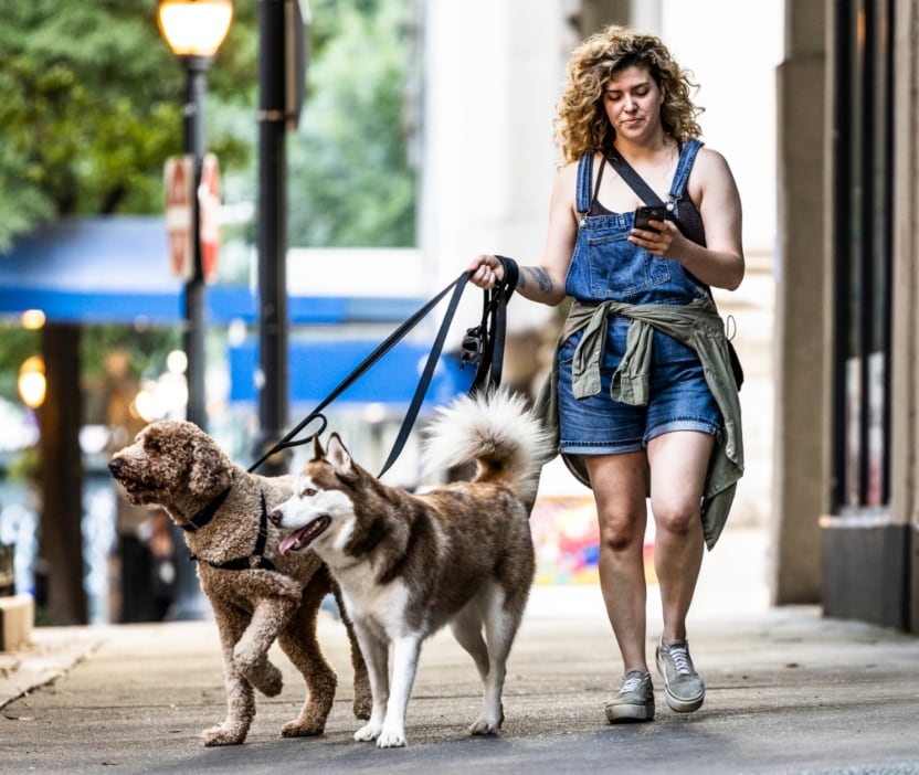 Girl walks two dogs on leash on the sidewalk while casually looking at her phone.